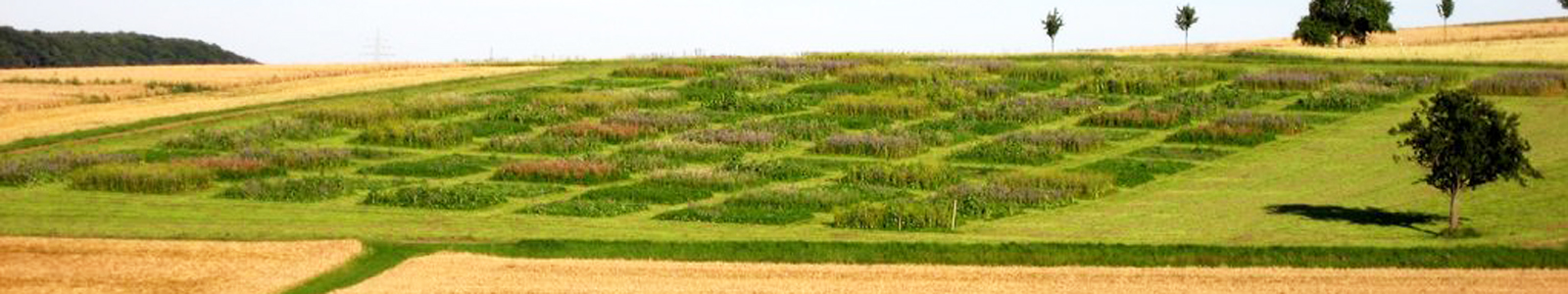Versuchsparzellen auf Feld © Dienstleistungszentren Ländlicher Raum